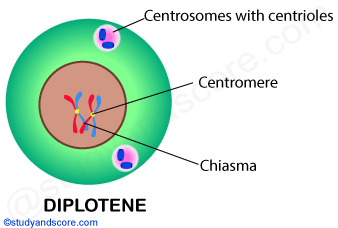 diplotene, mitosis, mitotic cell division, prophase 1, meiosis 1